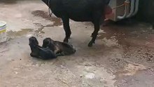 Bihar ki बकरी माता के दो जुड़बा बच्चे और उनकी माता