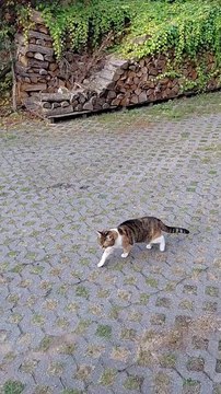 Is Fall Cats` Best Friend? #shorts #cat #funny #funnycats #viralcats #cute #morning #fyp