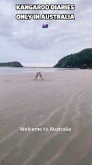 Kangaroos in Australia