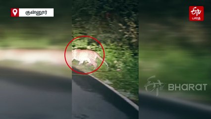 சாலையில் ஹாயாக உலா வந்த சிறுத்தை! வைரலாகும் வீடியோ!