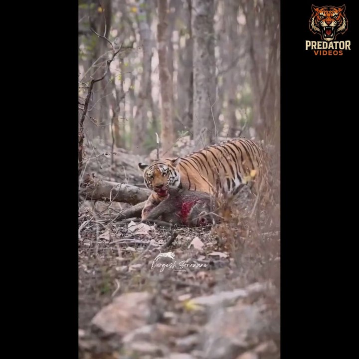 Warthog got entangled