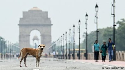 Indiens Problem mit Straßenhunden