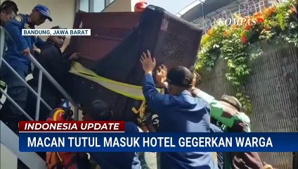 Dramatis! Evakuasi 3 Jam Macan Tutul Masuk Kamar Hotel di Bandung | INDO UPDATE