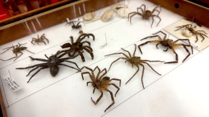 Are you scared of spiders? Leeds Discovery Centre say they’re just looking for love!