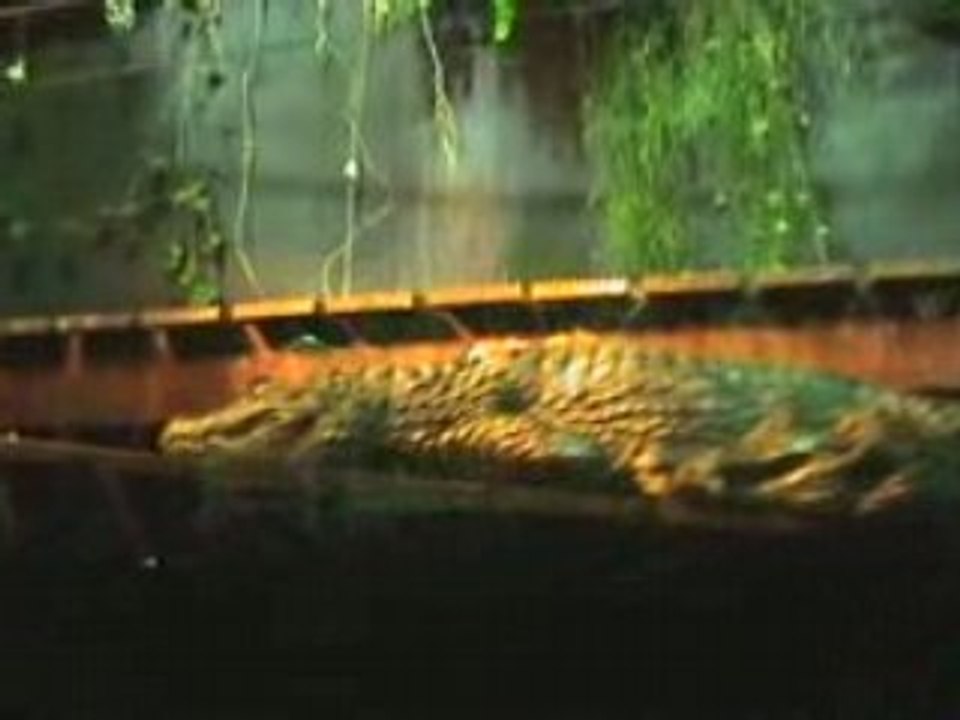 Poissons boudeurs et crocodiles