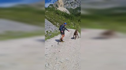 Mountain Goat Has Standoff With Man
