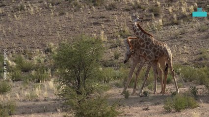 Male Giraffes Battle of the Necks for Dominance