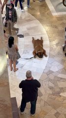 Dog Cutely Plops Down to Floor After Tiring Day of Shopping
