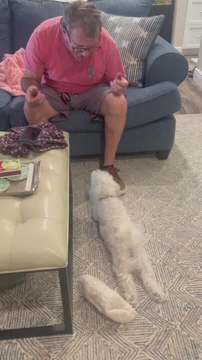 Dog Demands Belly Rubs From Owner by Rubbing Belly on Floor