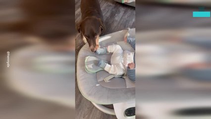 Dog Steals Sock From Baby