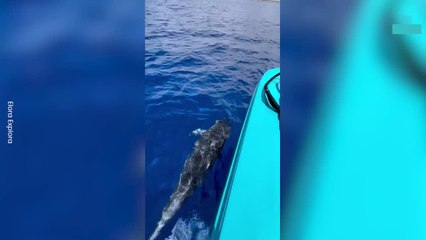 Woman’s Remarkable Friendship With Sea Life