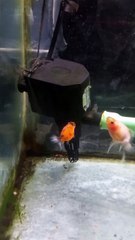 Baby goldfish tank | Outdoor fish tank