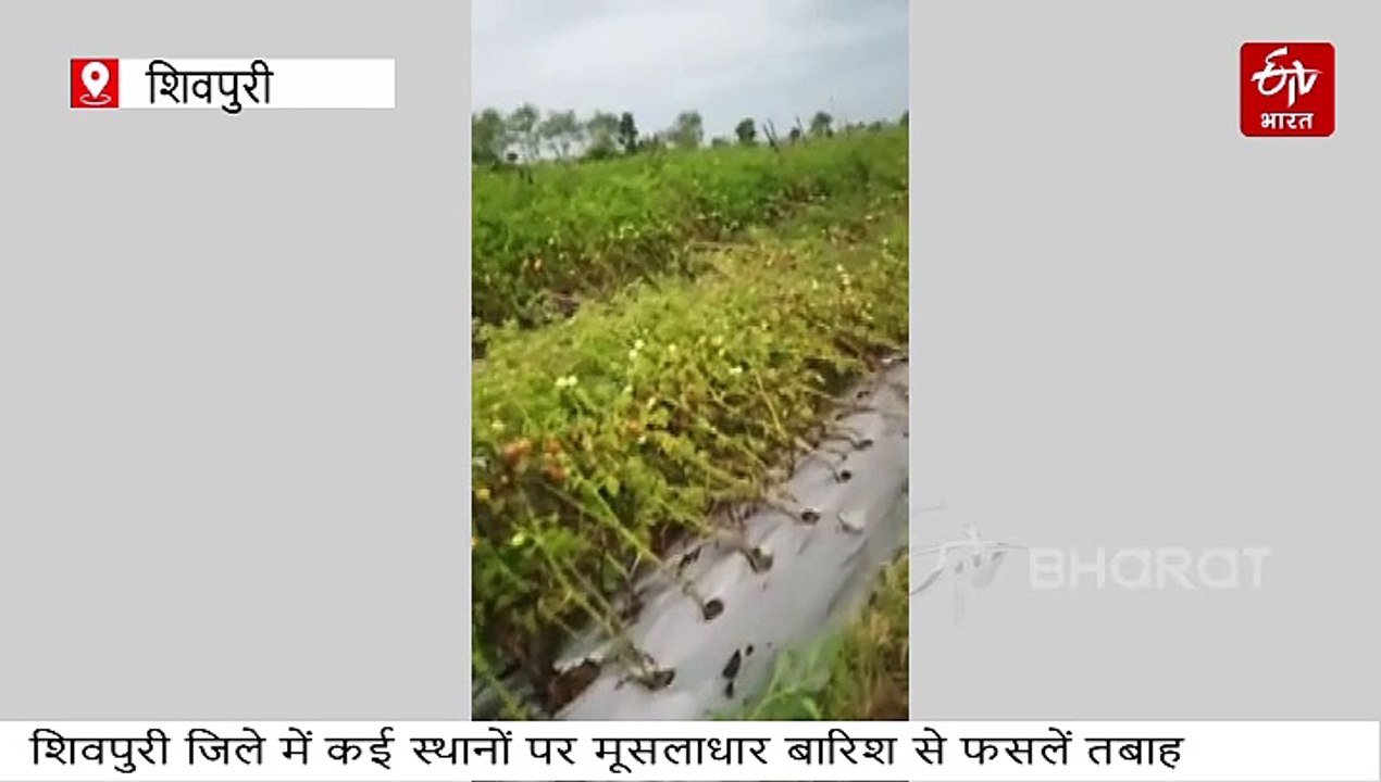 जाते-जाते मानसून किसानों को रुला गया, शिवपुरी में फसलों को भारी नुकसान, अनाज बहा