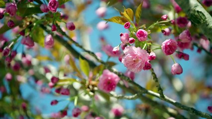 The Great Canadian Baking Show - S09.E01 - Cake Week