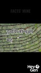 The most expensive tea leaves in the world | Facts' Mine | fact