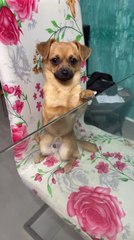 Dog Begs Adorably for Food but Gets Nothing