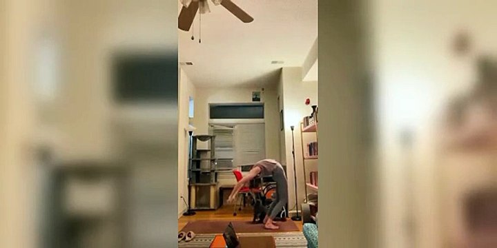 funny cats