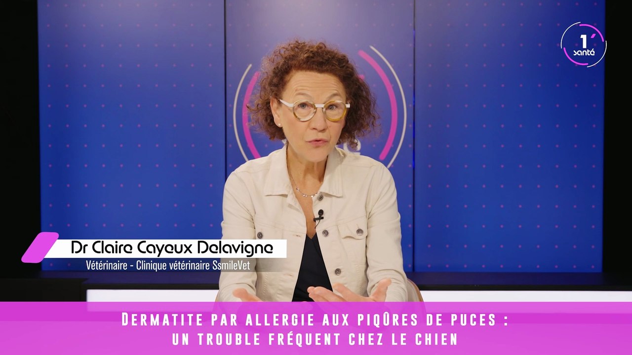 Dermatite par allergie aux piqûres de puces : un trouble fréquent chez le chien — Dr Claire Cayeux Delavigne