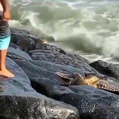 This man saving a turtle that got stuck between the rocks.. Humanity.. 🙏