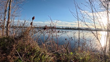 Signal Ambiant - Ducks and Goose