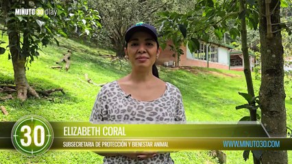 Los 'viejitos' de La Perla tuvieron su día feliz voluntarios llenaron de amor a los perros mayores
