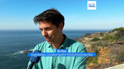 Miért van egyre több incidens az orkák és a hajók között a portugál partoknál?