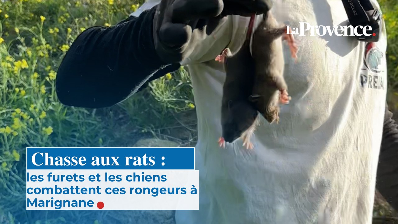 Chasse aux rats : les furets et les chiens combattent ces rongeurs à Marignane