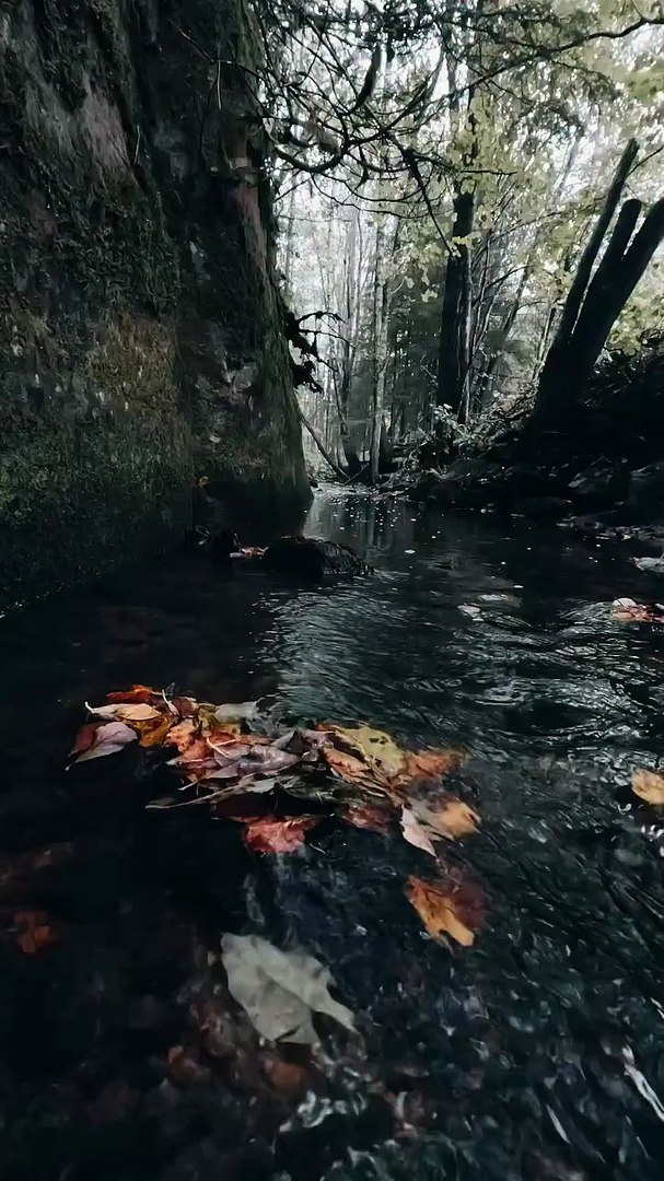 ⁣🍂🍃.. ..#forestphotography #forestlovers #calm #calming #relax #treephotography #folkscenery
