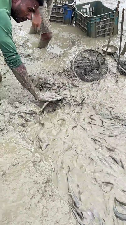 শিং মাছ ধরার সহজ কৌশল #fish #shingfish #catfishfish