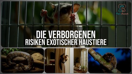 Exotische Haustiere: Verborgene Risiken & Gefahren