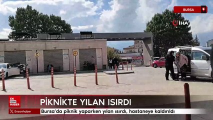 Bursa’da piknik yaparken yılan ısırdı, hastaneye kaldırıldı