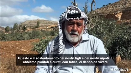 Cisgiordania,coloni israeliani abbattono 120 ulivi prima del raccolto