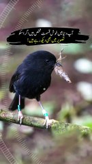 This Bird was almost Rare in World #blackrobin #newzeland #urdu #hindi #viralreels