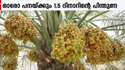 ഈന്തപ്പനകൾക്ക് സാമ്പത്തിക സഹായ പദ്ധതി; ഓരോ പനയ്ക്കും 1.5 ദിനാറി​ന്റെ പിന്തുണ...