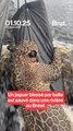 Un jaguar blessé par balles secouru sur un fleuve au Brésil.