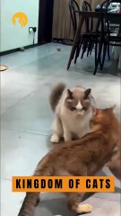 That moment he walks in like he's John Cena and announces, "The Champ is here!"