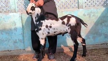 Beetal Goat for sale going cheep