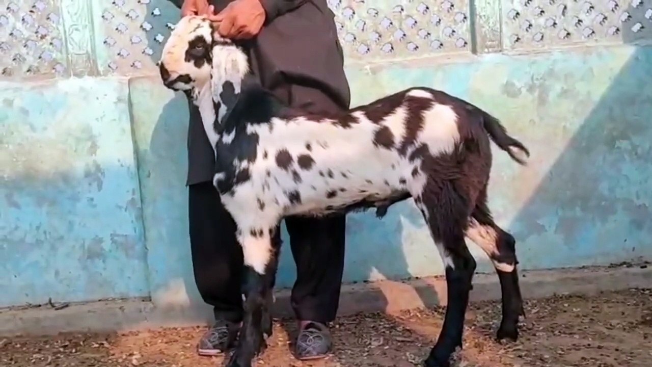 Beetal Goat for sale going cheep