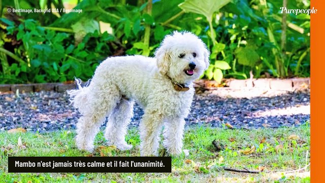 La famille royale des Pays-Bas s’agrandit… Le roi Willem-Alexander et la reine Maxima présentent leur nouveau membre