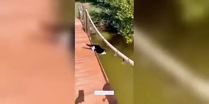 Funny cats
