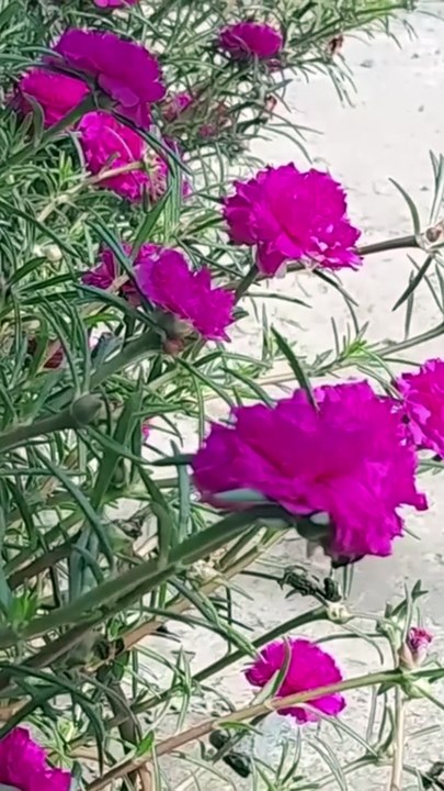 HẸN ƯỚC HOA MƯỜI GIỜ – OFFICIAL MUSIC VIDEO | Bolero Ký Ức | Bản tình ca Rumba ngọt ngào ký ức xưa