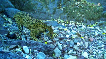 Documentan la presencia de Jaguares en el Norte de Jalisco