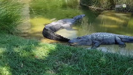 Jalisco posee 20% de las especies de reptiles mexicanos