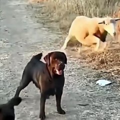 That’s not a dog.. 😅