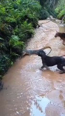Alligator lizard vs domestic dogs, fierce battle in the forest