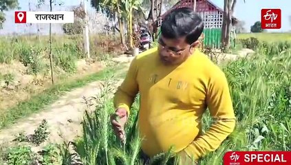 भरतपुर की मिट्टी में खिला इजरायली 'कनक', दोगुनी पैदावार, बीज की नेपाल तक से मांग