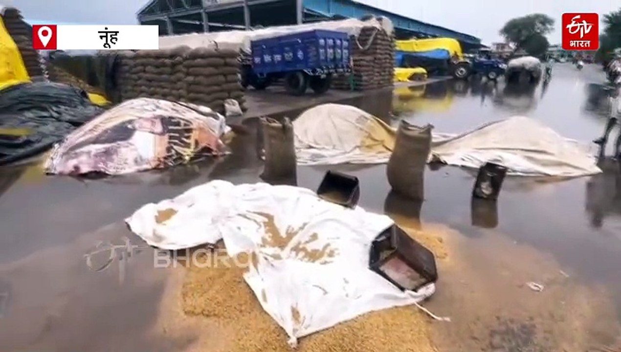 हरियाणा के किसानों पर बारिश की मार, मंडियों में रखा 9.40 लाख टन धान भीगा, "ना मंडी में शेड की व्यवस्था, ना तिरपाल का इंतजाम"