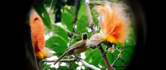 Vanguard (2025)🔥 Full Action Movie HD - Jackie Chan New Released Hollywood Film in English