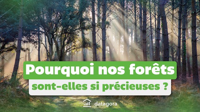 Pourquoi nos forêts sont-elles si précieuses ? [CGDD]