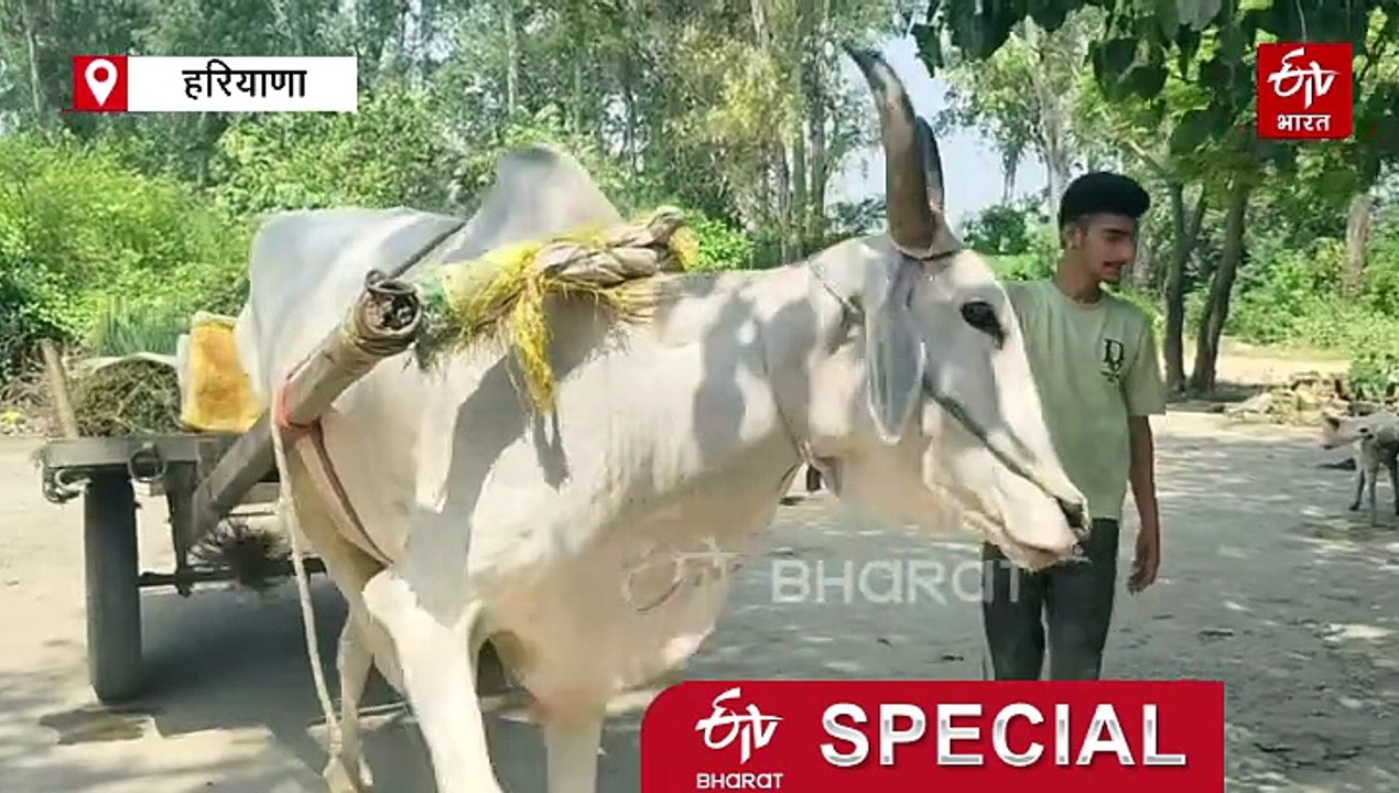 हरियाणा में चल रही अंग्रेज़ों के जमाने की पनचक्की, "न्यूट्रिशन" से भरपूर आटा लेने के लिए लोगों में होड़